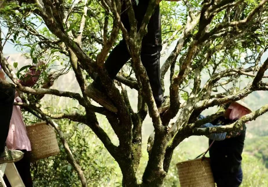 Phoenix Dan Cong Tea Names Explained